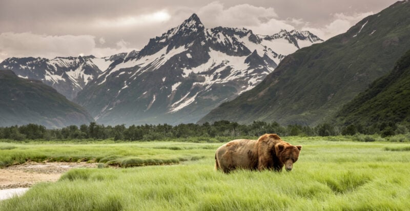 See grizzly bears in the wild with Phoenix to Anchorage flight deals from The Flight Expert
