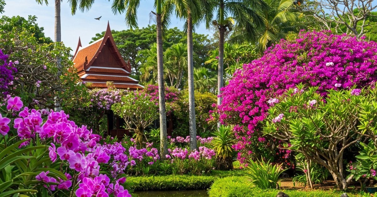 Colorful flowers and lush green plants in a botanical garden, Phuket, Thailand