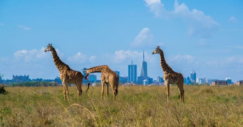 Three giraffes in Nairobi National Park with the skyscrapers of Nairobi, Kenya in the background